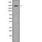 Calcineurin-binding protein cabin-1 antibody, PA5-68119, Invitrogen Antibodies, Western Blot image 