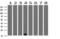 TSC22 Domain Family Member 1 antibody, M06397, Boster Biological Technology, Western Blot image 