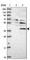 TRNA-YW Synthesizing Protein 5 antibody, HPA045803, Atlas Antibodies, Western Blot image 