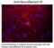 Neurofilament Medium antibody, 50-128, ProSci, Immunofluorescence image 