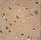 AKT Serine/Threonine Kinase 3 antibody, LS-C156237, Lifespan Biosciences, Immunohistochemistry frozen image 