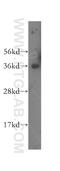 Glycophorin A (MNS Blood Group) antibody, 15874-1-AP, Proteintech Group, Western Blot image 