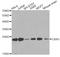 Chromobox 5 antibody, A12577, ABclonal Technology, Western Blot image 
