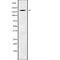 Latent Transforming Growth Factor Beta Binding Protein 1 antibody, abx216528, Abbexa, Western Blot image 