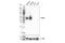 CD200 Molecule antibody, 23451S, Cell Signaling Technology, Western Blot image 