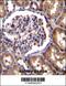 Tolloid Like 2 antibody, 63-320, ProSci, Immunohistochemistry paraffin image 