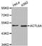 Actin Like 6A antibody, abx126819, Abbexa, Western Blot image 