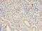 Sterile Alpha Motif Domain Containing 3 antibody, LS-C378641, Lifespan Biosciences, Immunohistochemistry frozen image 