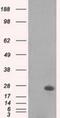 Mitotic Arrest Deficient 2 Like 1 antibody, NBP2-02103, Novus Biologicals, Western Blot image 