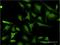 Ring Finger Protein 1 antibody, H00006015-M07, Novus Biologicals, Immunofluorescence image 