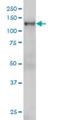 Nuclear Transcription Factor, X-Box Binding 1 antibody, H00004799-M01, Novus Biologicals, Western Blot image 