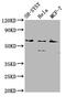 KIAA1464 antibody, CSB-PA764955LA01HU, Cusabio, Western Blot image 