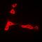 Calcium/Calmodulin Dependent Protein Kinase IG antibody, orb341289, Biorbyt, Immunofluorescence image 