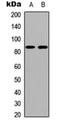 Cadherin 19 antibody, orb235082, Biorbyt, Western Blot image 