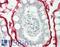 Defensin Beta 4B antibody, LS-B13646, Lifespan Biosciences, Immunohistochemistry paraffin image 
