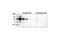 Acetyl Lysine antibody, 9441L, Cell Signaling Technology, Western Blot image 