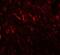Prickle Planar Cell Polarity Protein 2 antibody, PA5-72729, Invitrogen Antibodies, Immunofluorescence image 