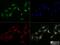 MRE11 Homolog, Double Strand Break Repair Nuclease antibody, NB100-142, Novus Biologicals, Immunofluorescence image 