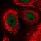 Zinc Finger Protein 592 antibody, NBP1-86647, Novus Biologicals, Immunofluorescence image 