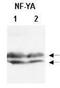 Nuclear Transcription Factor Y Subunit Alpha antibody, PA1-32119, Invitrogen Antibodies, Western Blot image 