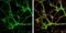 Syntaxin Binding Protein 1 antibody, NBP2-20526, Novus Biologicals, Immunocytochemistry image 