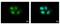 Lysine Methyltransferase 5A antibody, PA5-31467, Invitrogen Antibodies, Immunofluorescence image 