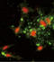 Actin Related Protein 2/3 Complex Subunit 1A antibody, LS-C156506, Lifespan Biosciences, Immunofluorescence image 