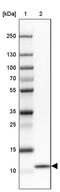 Cytochrome C Oxidase Copper Chaperone COX17 antibody, PA5-61671, Invitrogen Antibodies, Western Blot image 