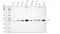 Peptidylprolyl Isomerase E antibody, M08021, Boster Biological Technology, Western Blot image 