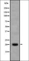 Cytochrome C Oxidase Subunit 6B1 antibody, orb337731, Biorbyt, Western Blot image 