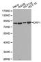 Dynamin 1 Like antibody, PA5-76663, Invitrogen Antibodies, Western Blot image 