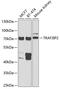 TRAF3 Interacting Protein 2 antibody, GTX33095, GeneTex, Western Blot image 