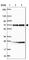 CDC Like Kinase 2 antibody, HPA055366, Atlas Antibodies, Western Blot image 