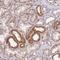 MINDY Lysine 48 Deubiquitinase 2 antibody, NBP2-14724, Novus Biologicals, Immunohistochemistry frozen image 