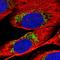 Mitochondrial Poly(A) Polymerase antibody, HPA058232, Atlas Antibodies, Immunofluorescence image 
