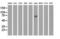 Kelch Like Family Member 2 antibody, GTX84261, GeneTex, Western Blot image 
