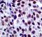 SRY-Box 10 antibody, LS-C312170, Lifespan Biosciences, Immunohistochemistry paraffin image 