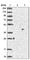 Poly(ADP-Ribose) Polymerase Family Member 11 antibody, HPA026895, Atlas Antibodies, Western Blot image 