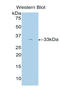 Sirtuin 3 antibody, LS-C299182, Lifespan Biosciences, Western Blot image 