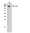 RB Transcriptional Corepressor 1 antibody, A00039S780-1, Boster Biological Technology, Western Blot image 