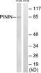 Pinin, Desmosome Associated Protein antibody, TA314357, Origene, Western Blot image 
