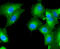 Caspase 2 antibody, 13-794, ProSci, Immunofluorescence image 