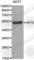 AKT Serine/Threonine Kinase 3 antibody, A0504, ABclonal Technology, Western Blot image 