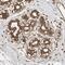 Zinc Finger Protein 397 antibody, NBP1-82753, Novus Biologicals, Immunohistochemistry frozen image 