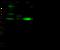 Nerve Growth Factor Receptor antibody, 50971-R117, Sino Biological, Western Blot image 