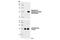 Ribosomal Protein S6 antibody, 4857S, Cell Signaling Technology, Western Blot image 