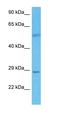 TRNA Phosphotransferase 1 antibody, orb326360, Biorbyt, Western Blot image 