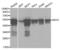 Keratin 8 antibody, abx000965, Abbexa, Western Blot image 