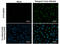 Dengue virus antibody, GTX128092, GeneTex, Immunocytochemistry image 
