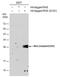 Ras antibody, PA5-78087, Invitrogen Antibodies, Western Blot image 